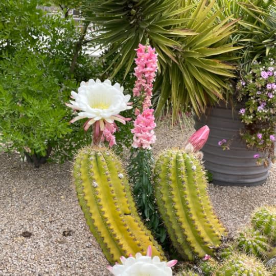 Cactus in full bloom. White flower with pink and purple flowers