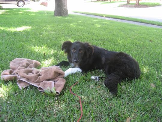 Anna when she was a puppy