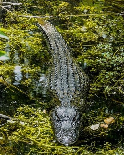 Shallow Focus Photo Of Crocodile On Body Of Water by Henning Roettger