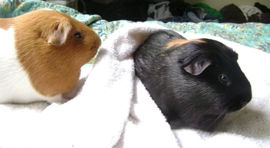 Rachel E Smith guinea pigs Pickles and Murderface