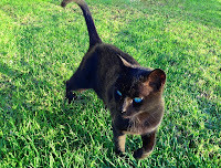 Panzer says, We can't go this year.