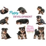 how puppies develop