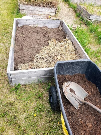 A wheelbarrow full of rotted manure with a spade sits in front of a partially filled raised bed box with straw and rotted manure in front of other raised beds filled with grass.