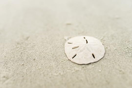 https://www.jekyllisland.com/wp-content/uploads/2019/07/sand-dollar.jpg