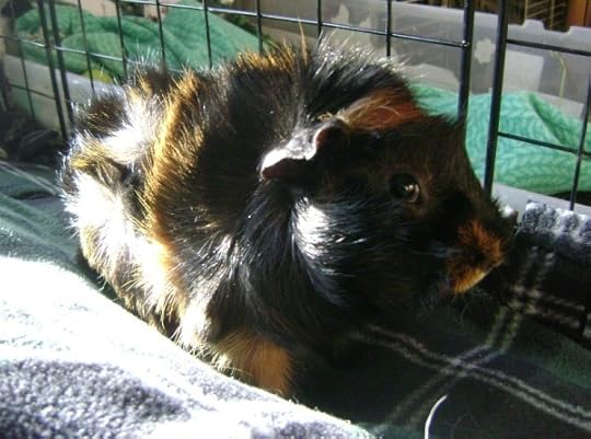 Rachel E Smith guinea pig Wisting