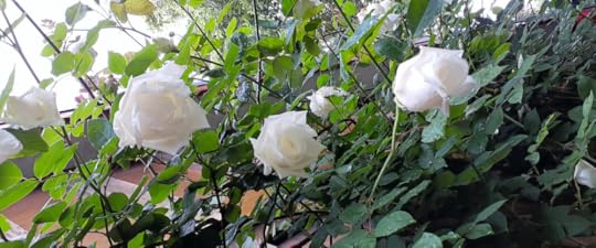 Awhite rose with long, elegant buds.