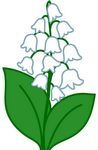 Muguet