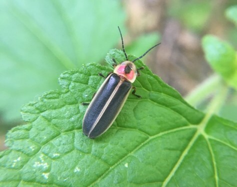 Firefly by Humane Gardener