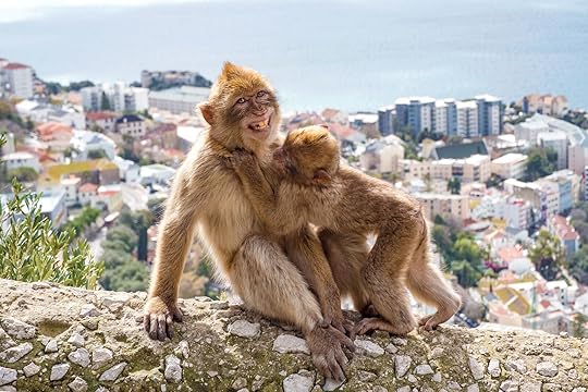 Monkeys in Gibraltar