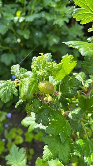 Eine Stachelbeere am Busch