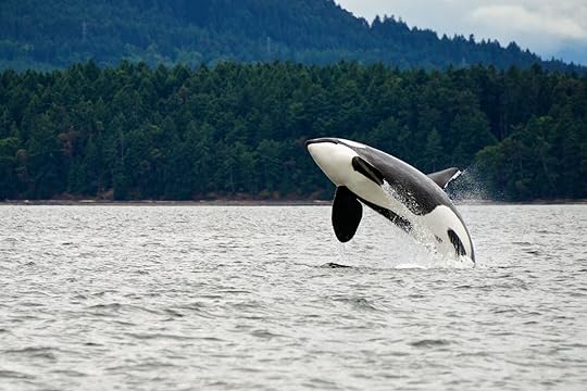 flights from houston - whale near vancouver