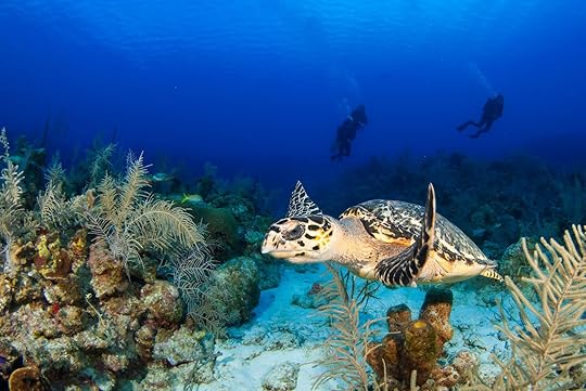 flights from houston -grand cayman turtle