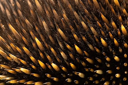 A close up of the hair and quill spines
