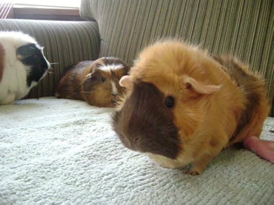 Rachel E Smith guinea pigs Horace, Peregrine, and Ozma