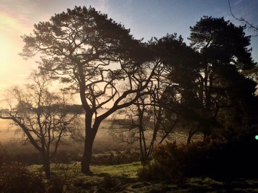 Scots pines in lockdown: woodland pictures