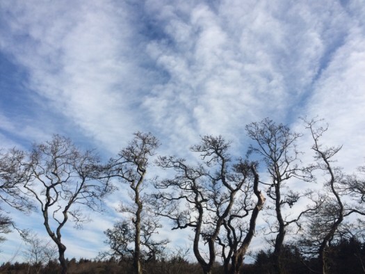hazel trees on the skyline: woodland pictures