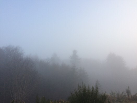 mists over trees: misty woodland pictures