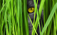 Can you see me?