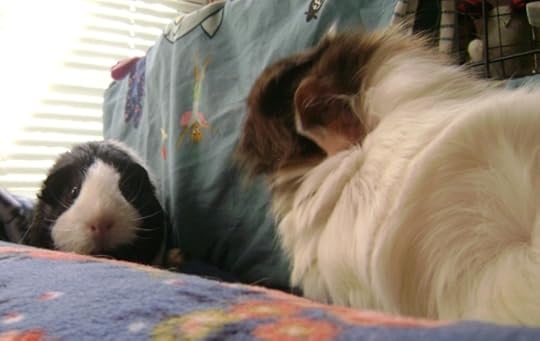 Rachel E Smith guinea pigs Thorfy and Snuffy