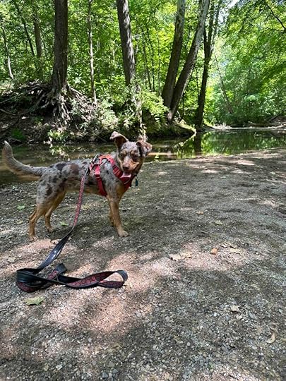 Sunny down at Cedar Creek at Bicentennial Woods