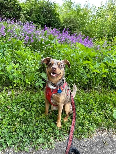 Sunny and the wildflowers on the Pufferbelly Trail