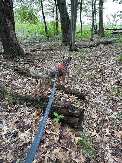 Sunny at West Lake Nature Preserve Portage MI