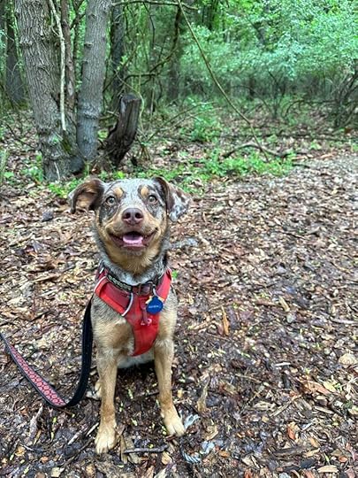 Sunny all smiles on the trail at West Lake Nature Preserve Portage MI