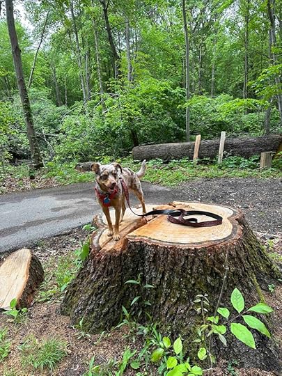 Sunny at Schrier Park Portage MI