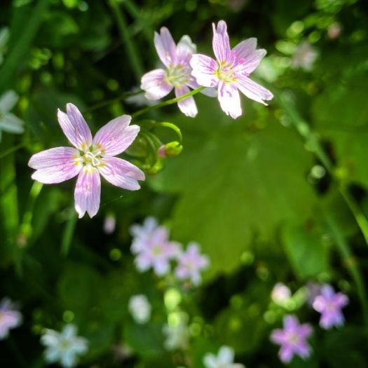 simple things: pink purslane