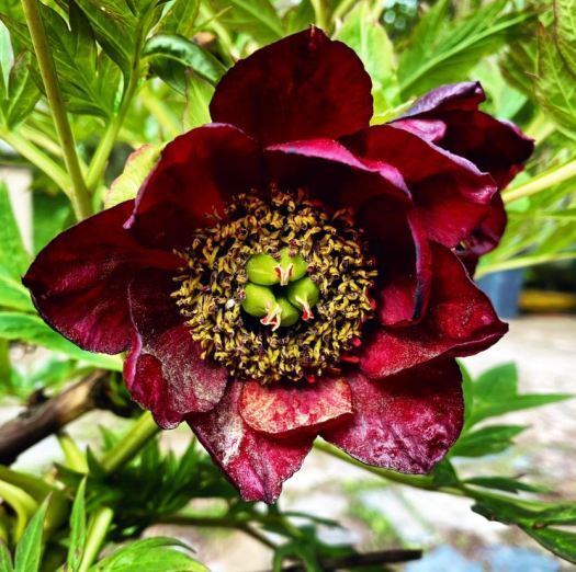 simple things: a tall peony