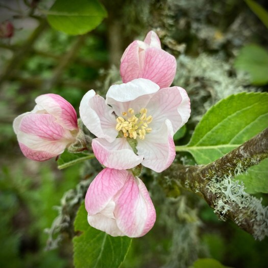 simple things: apple blossom