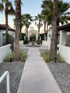 palm trees and walkway