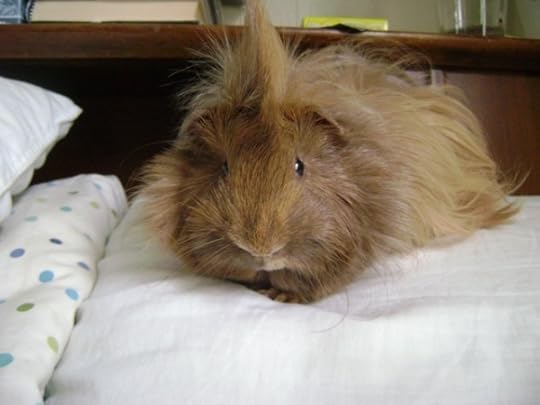 Rachel E Smith guinea pig Danger Crumples