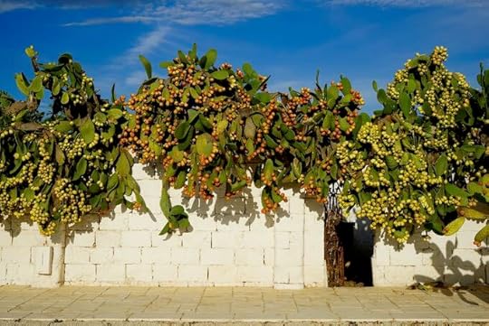 Masseria Potenti