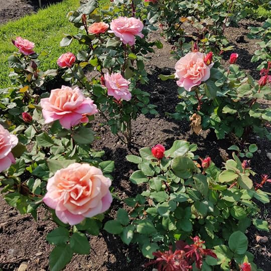 IMG_20230610_164307(1)