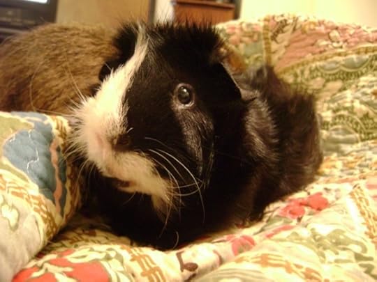 Rachel E Smith guinea pigs Thaddeus and Pammy