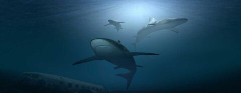 Inside the shark nursery: the evolution of live birth in cartilaginous fish by Casey McGrath on the OUP blog