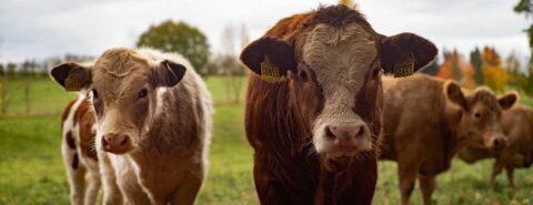 Societal roles for meat: what does science tell us? by Sarah Reed on the OUPblog