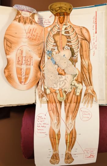 A full-color, foldout anatomical drawing of a human body, including bones and all interior organs.