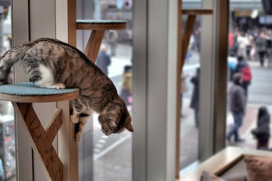 cat cafe restaurants in tokyo