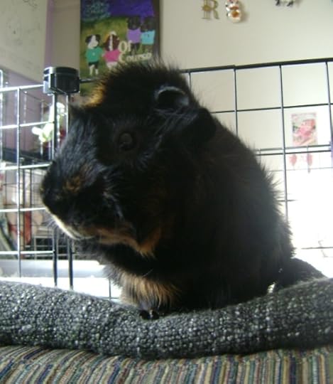 Rachel E Smith guinea pig Wisting