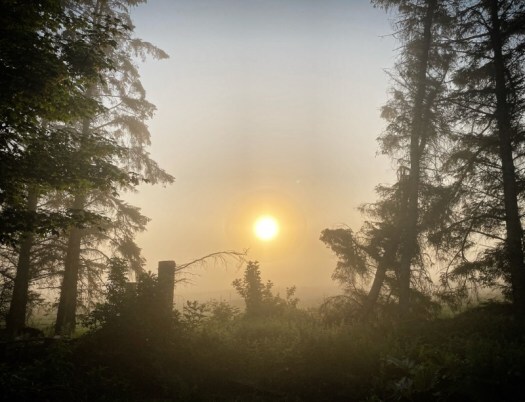misty morning at Midsummer