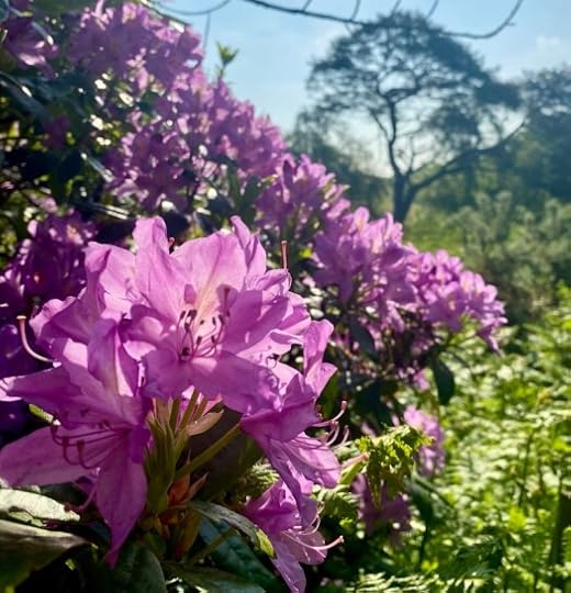 Rhododendrons at Midsummer