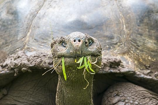 Galápagos Tortoise