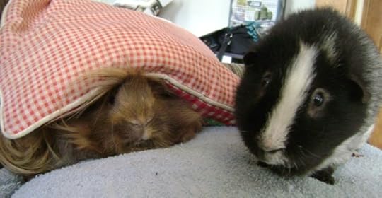 Rachel E Smith guinea pigs Danger Crumples and Ozymandias