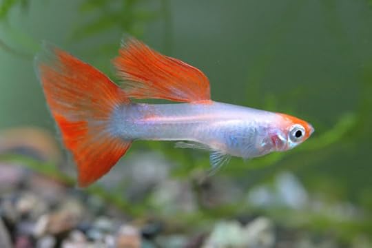 Ikan Guppy