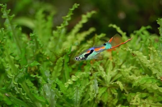 Ikan Guppy