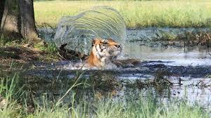 Tiger flicking water over its head