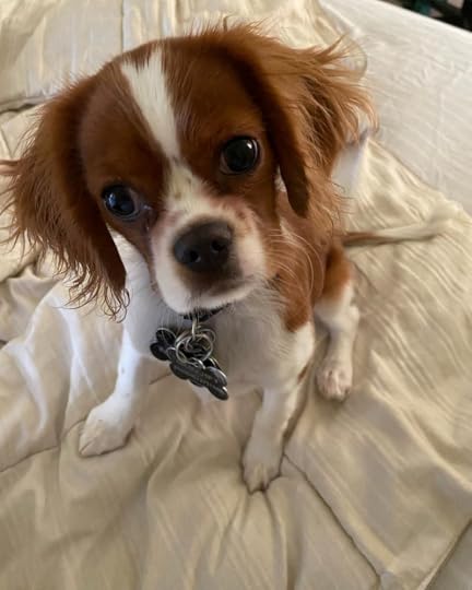 Our new puppy, Chester, is a King Charles Cavalier Spaniel.