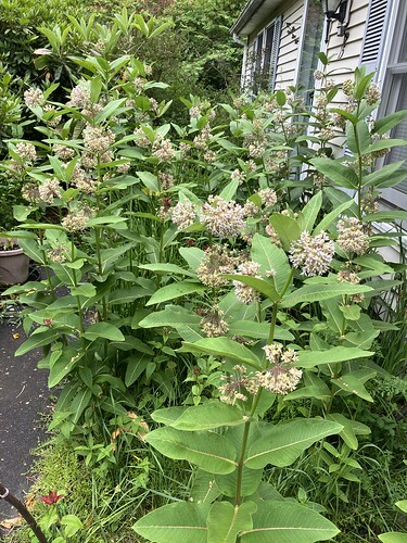 milkweed